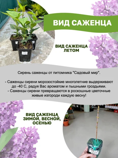 Сирень День Победы (обыкновенная) саженцы 