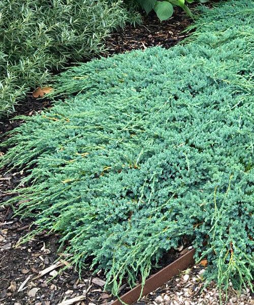 Можжевельник Блю Карпет