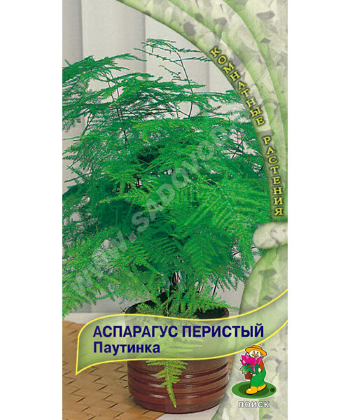 Аспарагус Паутинка (перистый) семена