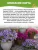 Петуния крупноцветковая Танго Розовая с белой звездой семена