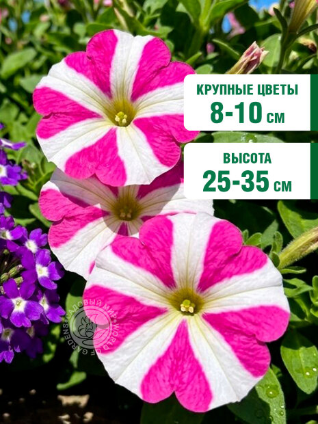 Петуния крупноцветковая Танго Розовая с белой звездой семена