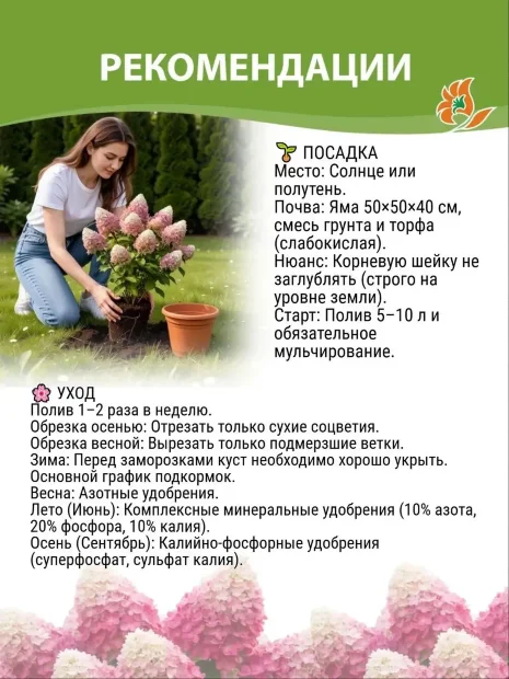 Гортензия Мэджикал Мунлайт (метельчатая) саженцы 