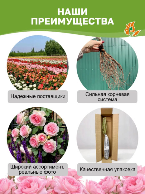 Роза Констанс 