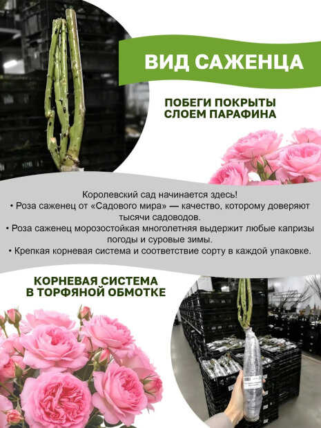 Роза Констанс 