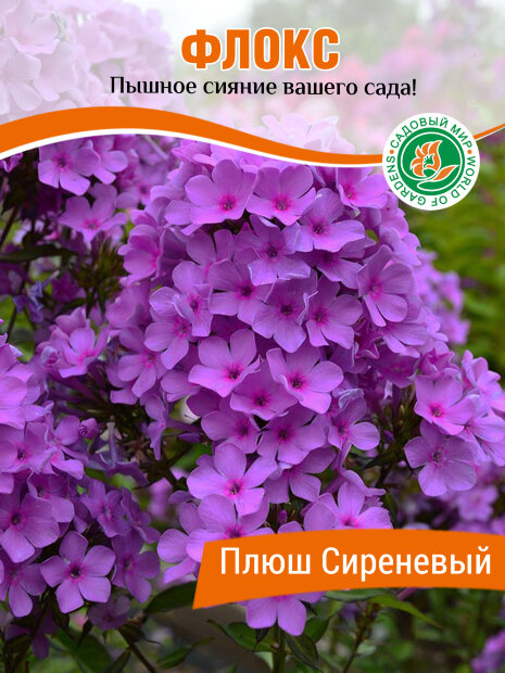 Флокс Плюш Сиреневый