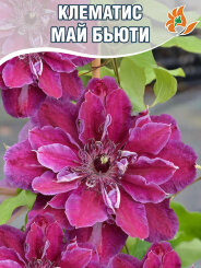 Клематис Май Бьюти Клематис Май Бьюти