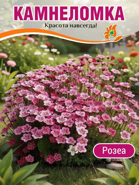 Камнеломка Розеа, Арендса