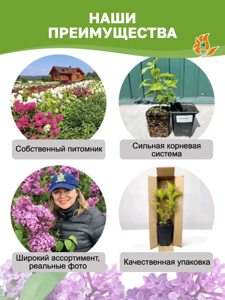 Сирень Красавица Москвы (обыкновенная) саженцы 