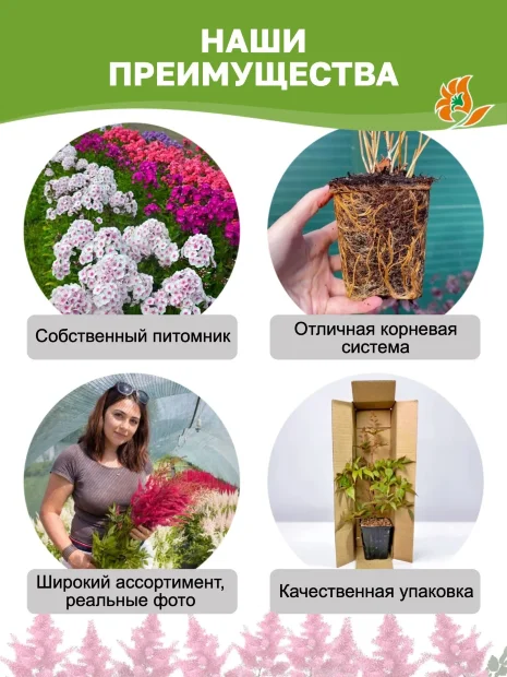 Астильба Пёпл Глори (китайская)