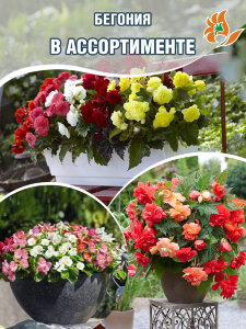 Бегония в ассортименте (Р9) Бегония в ассортименте (Р9)