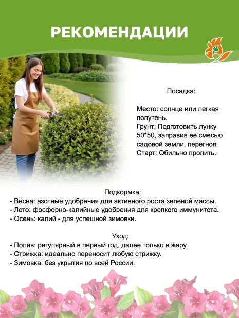 Дерен Айвори Хэлло (белый) саженцы 
