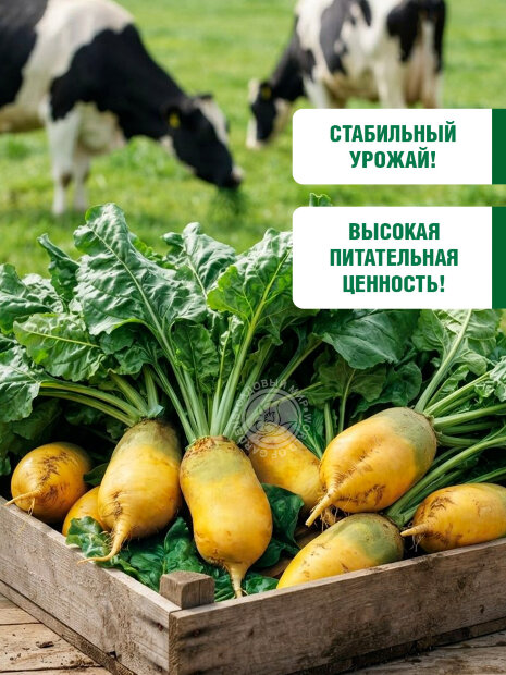 Свекла Кормовая Эккендорфская жёлтая семена 