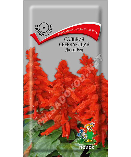 Сальвия Дварф Ред (сверкающая) семена