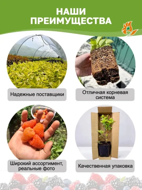 Малина Гусар саженцы 