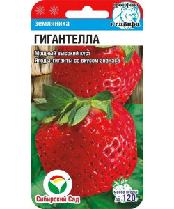 Клубника Гигантелла Клубника Гигантелла