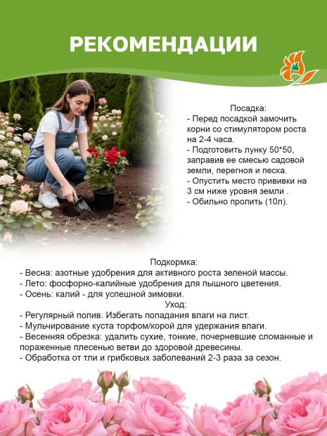Роза Мами Дитьер