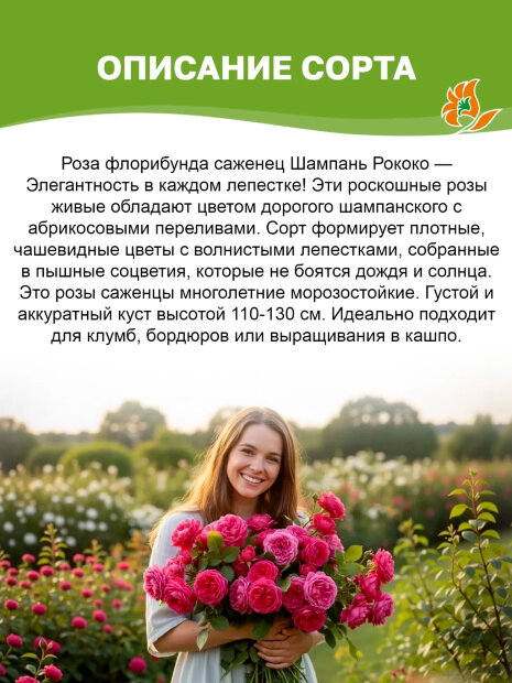 Роза Шампань Рококо