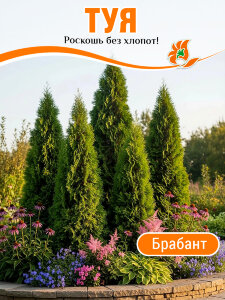 Туя Брабант (западная) Туя Брабант (западная)