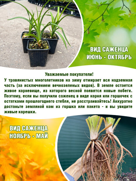 Лилейник Пёпллишиз