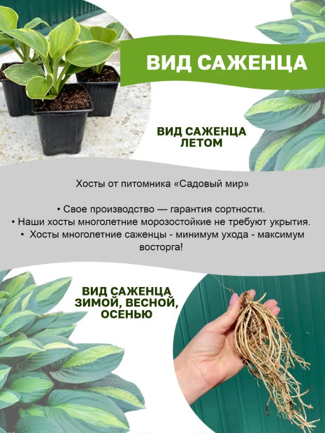Хоста Франси