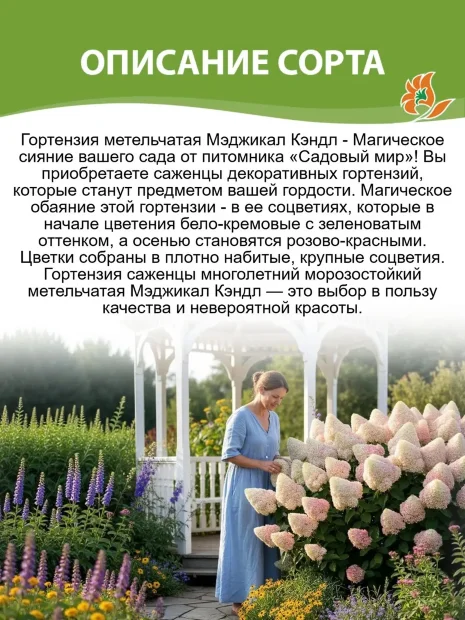Гортензия Мэджикал Кэндл саженцы 
