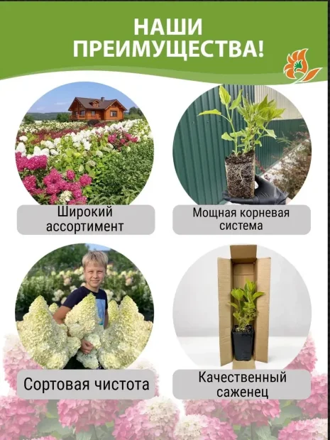 Гортензия Мэджикал Кэндл саженцы 