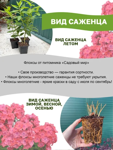 Флокс Атлант
