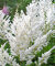 Астильба Диамант (Арендса)