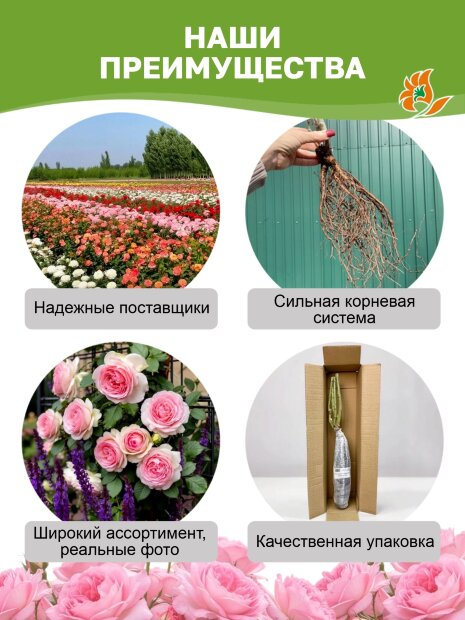 Роза Принцесса Сакура (Сакура)