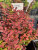 Барбарис Голден Ринг саженцы 