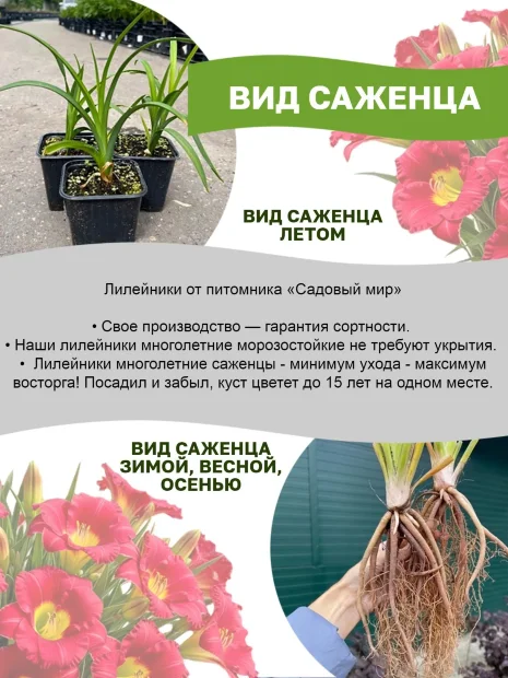 Лилейник Беттилин