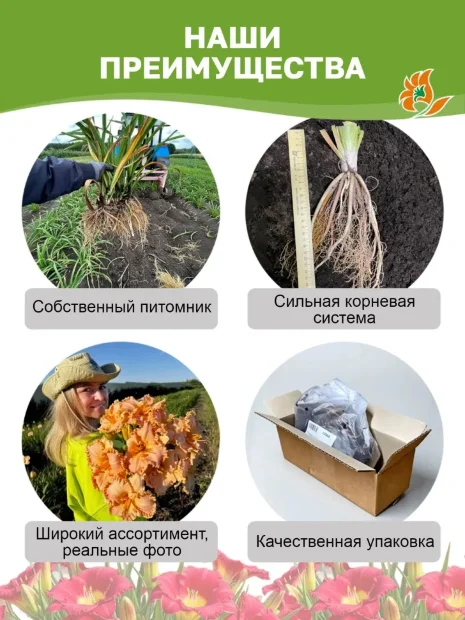 Лилейник Миднайт Динамит