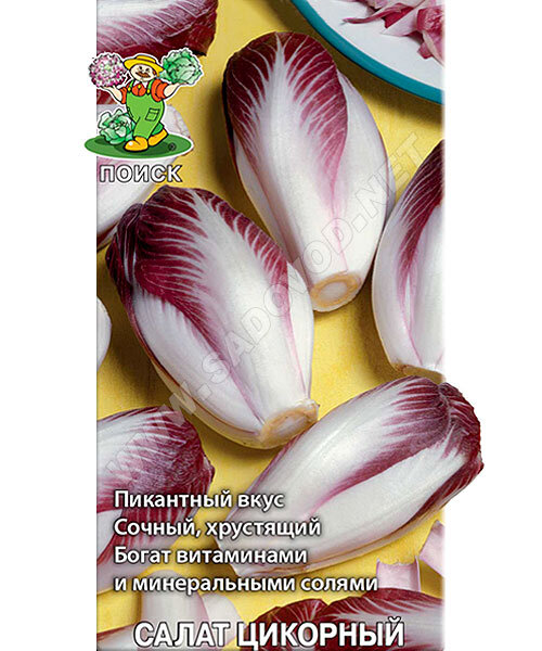 Салат цикорный Диетический семена 