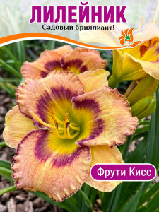 Лилейник Фрути Кисс Лилейник Фрути Кисс