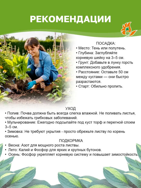 Хоста Гуакамоле (гибридная)