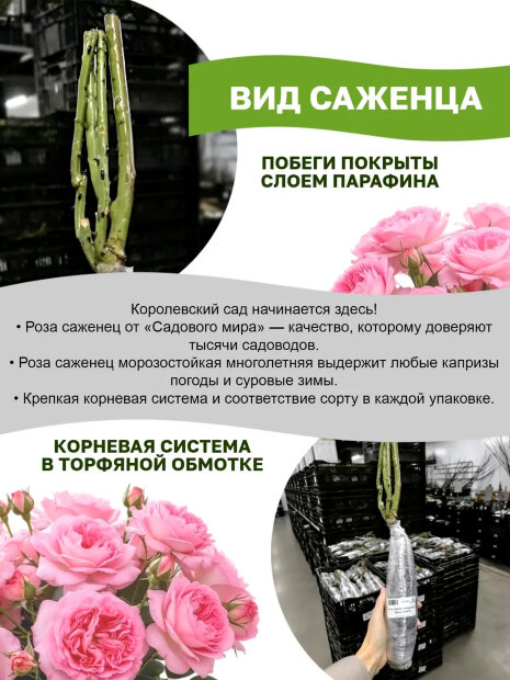 Роза Мидсаммер