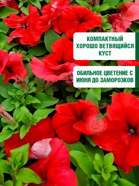 Петуния грандифлора Аладдин Красная (ПРОФИ) семена