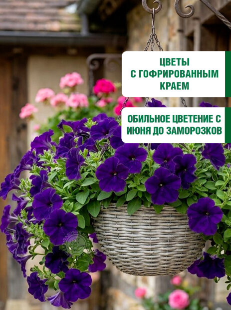 Петуния грандифлора Аладдин Синяя (ПРОФИ) семена