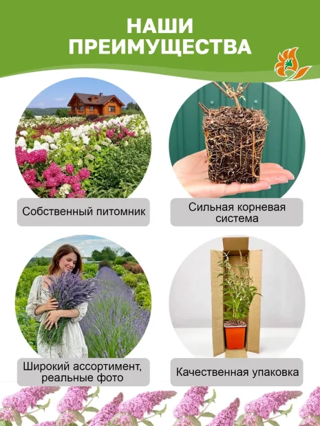 Буддлея Нано Вайт (Давида) саженцы 