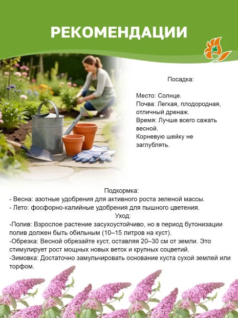 Буддлея Нано Вайт (Давида) саженцы 