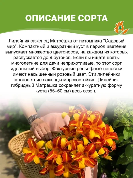Лилейник Матрешка