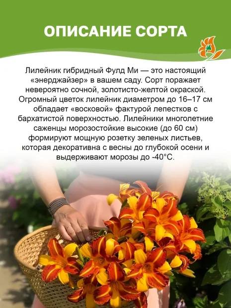 Лилейник Фулд Ми
