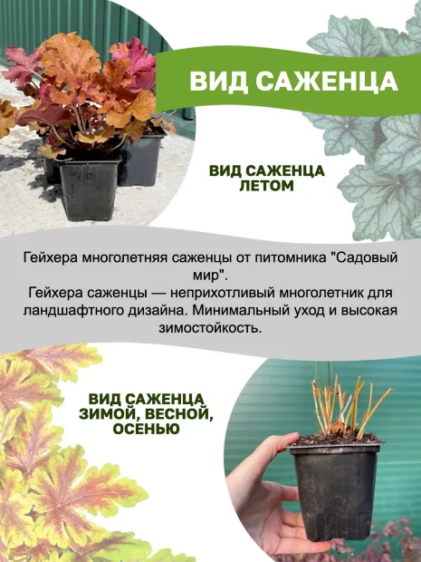 Гейхера Блэк Таффета