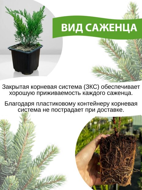 Туя Голден Брабант