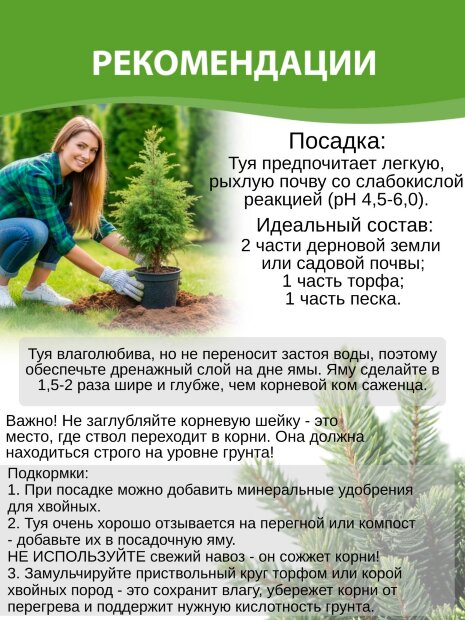 Туя Голден Брабант