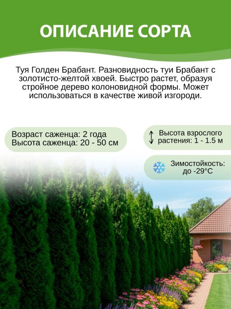 Туя Голден Брабант