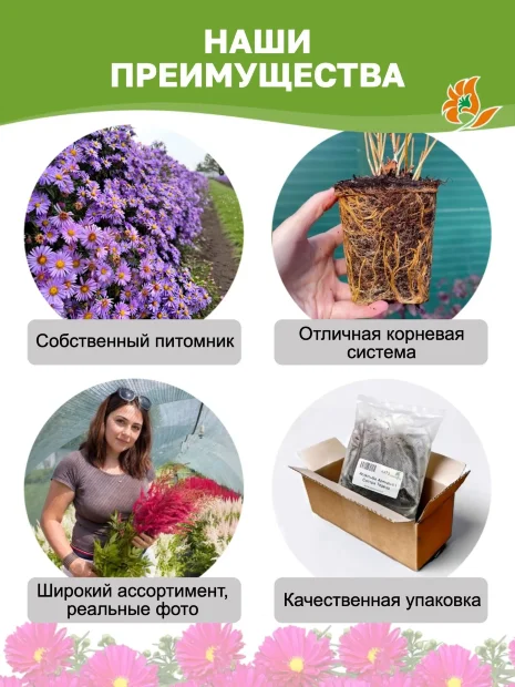 Астра Дженни