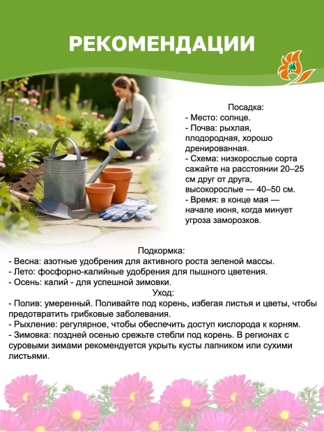 Астра Дженни