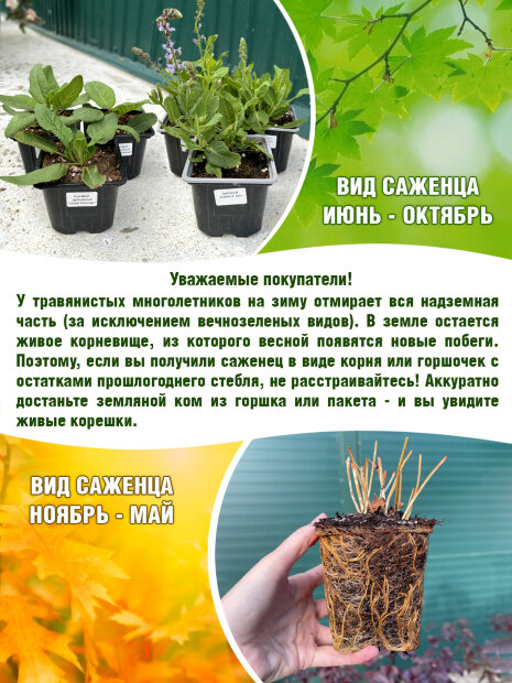 Рудбекия волосистая