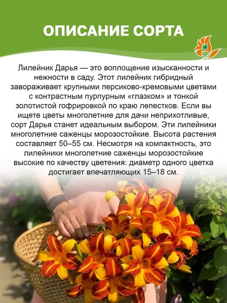 Лилейник Дарья